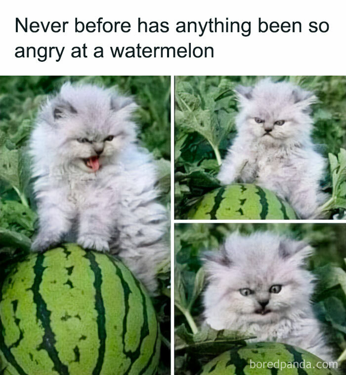 50 Funny And Relatable Cat Pics And Memes To Brighten Up Your Day