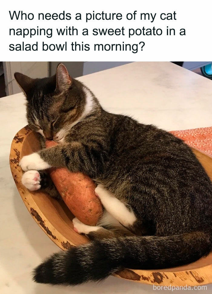 50 Funny And Relatable Cat Pics And Memes To Brighten Up Your Day