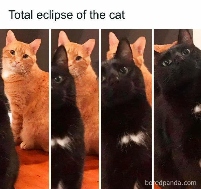 50 Funny And Relatable Cat Pics And Memes To Brighten Up Your Day