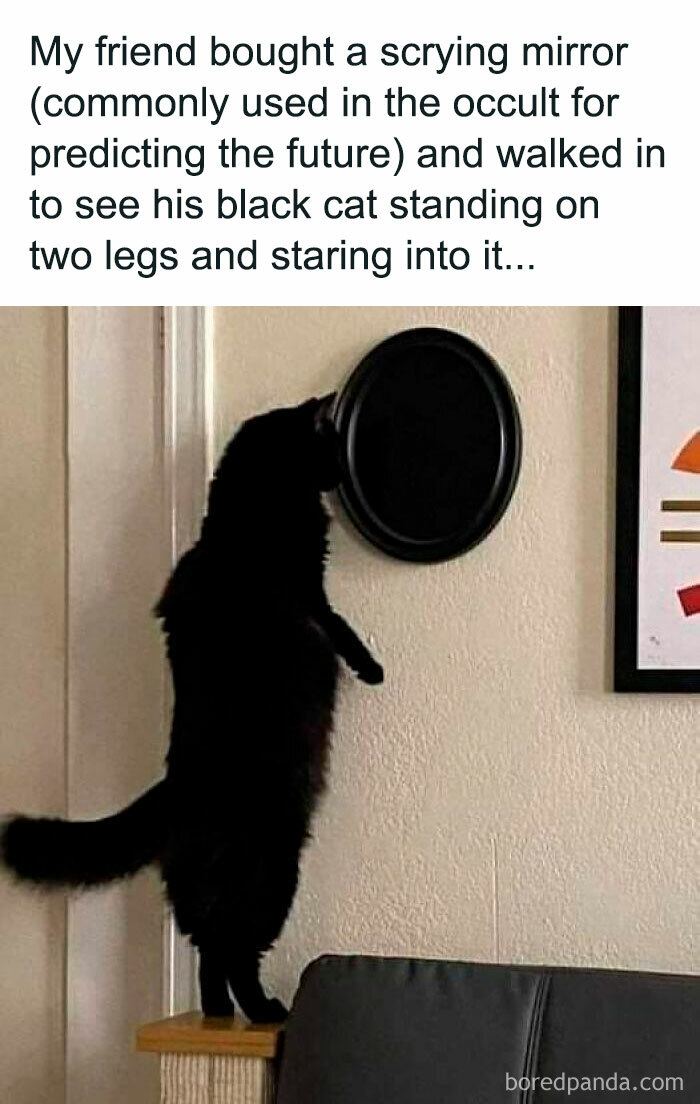 50 Funny And Relatable Cat Pics And Memes To Brighten Up Your Day