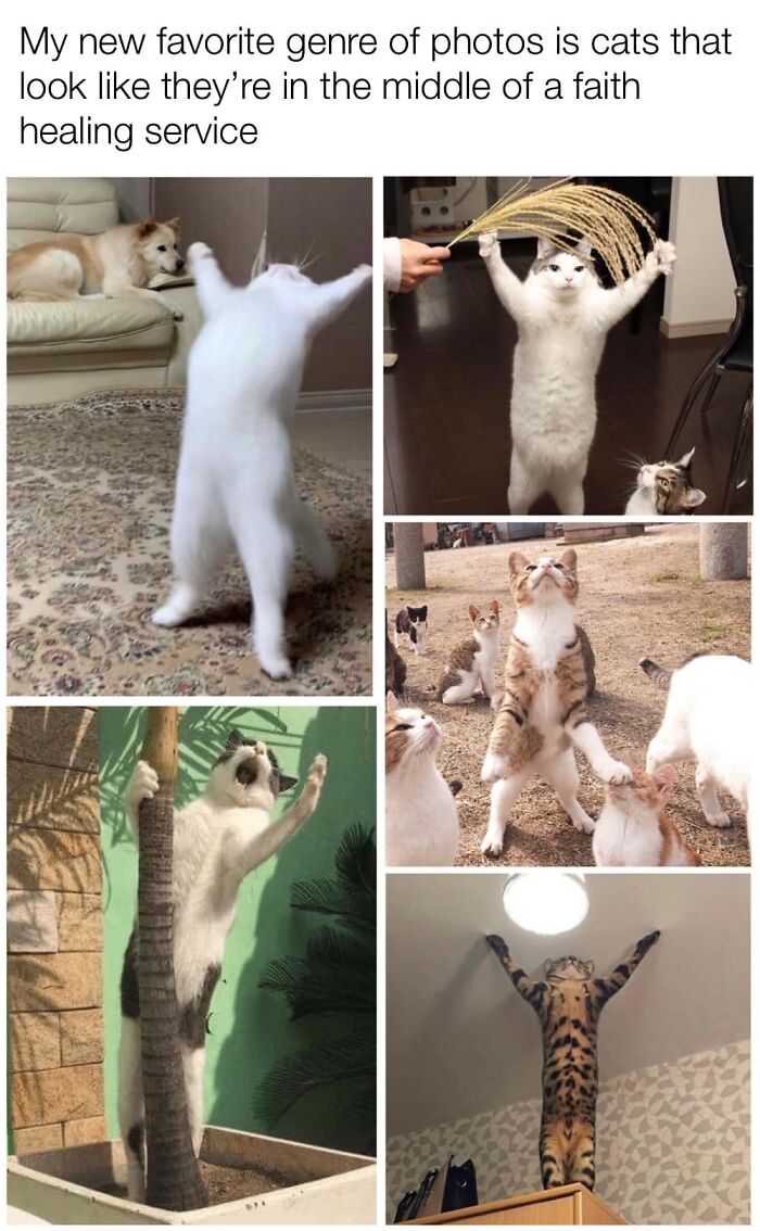 50 Funny And Relatable Cat Pics And Memes To Brighten Up Your Day