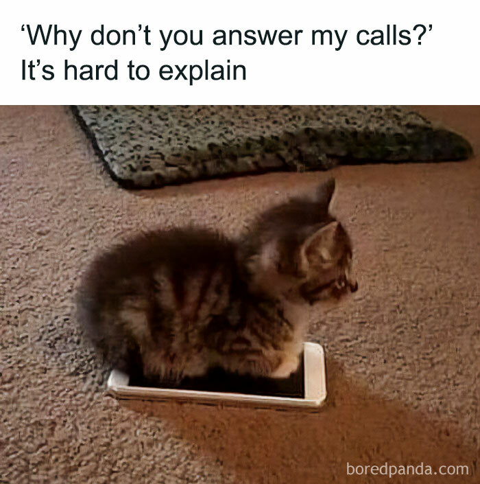 50 Funny And Relatable Cat Pics And Memes To Brighten Up Your Day