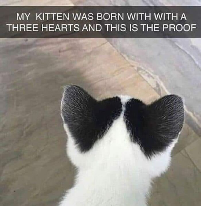 50 Funny And Relatable Cat Pics And Memes To Brighten Up Your Day
