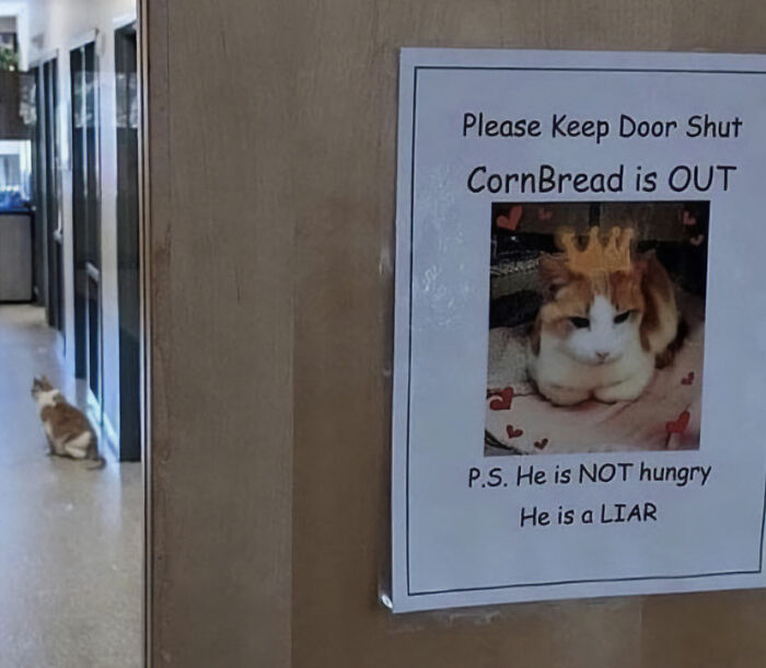 50 Funny And Relatable Cat Pics And Memes To Brighten Up Your Day
