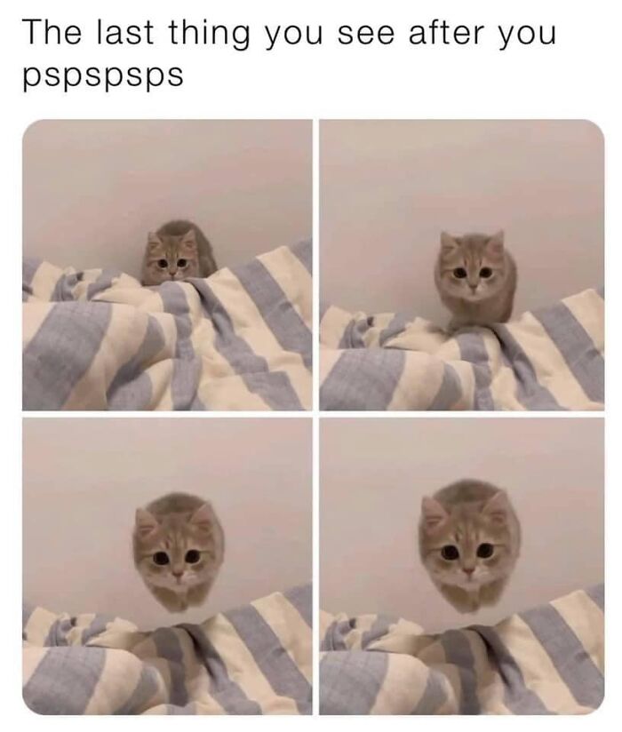 50 Funny And Relatable Cat Pics And Memes To Brighten Up Your Day