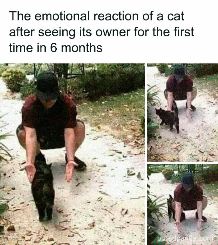 50 Funny And Relatable Cat Pics And Memes To Brighten Up Your Day