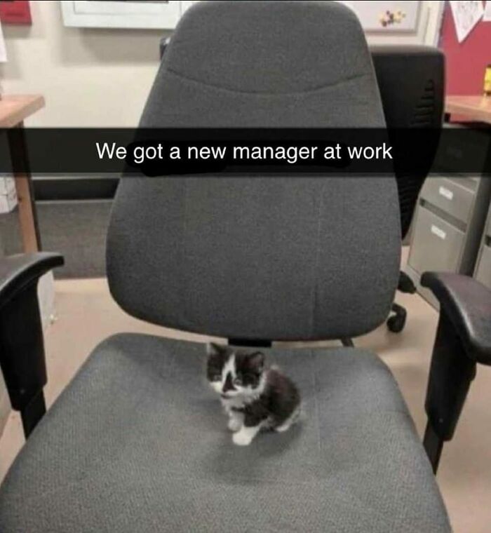 50 Funny And Relatable Cat Pics And Memes To Brighten Up Your Day