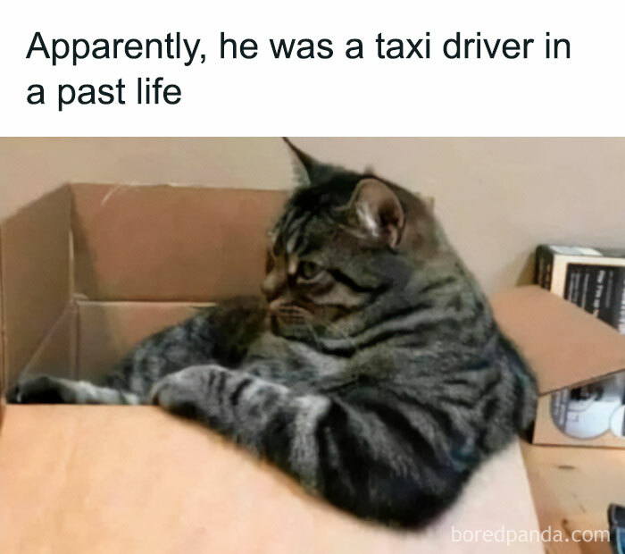 50 Funny And Relatable Cat Pics And Memes To Brighten Up Your Day