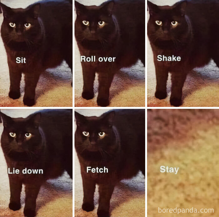 50 Funny And Relatable Cat Pics And Memes To Brighten Up Your Day