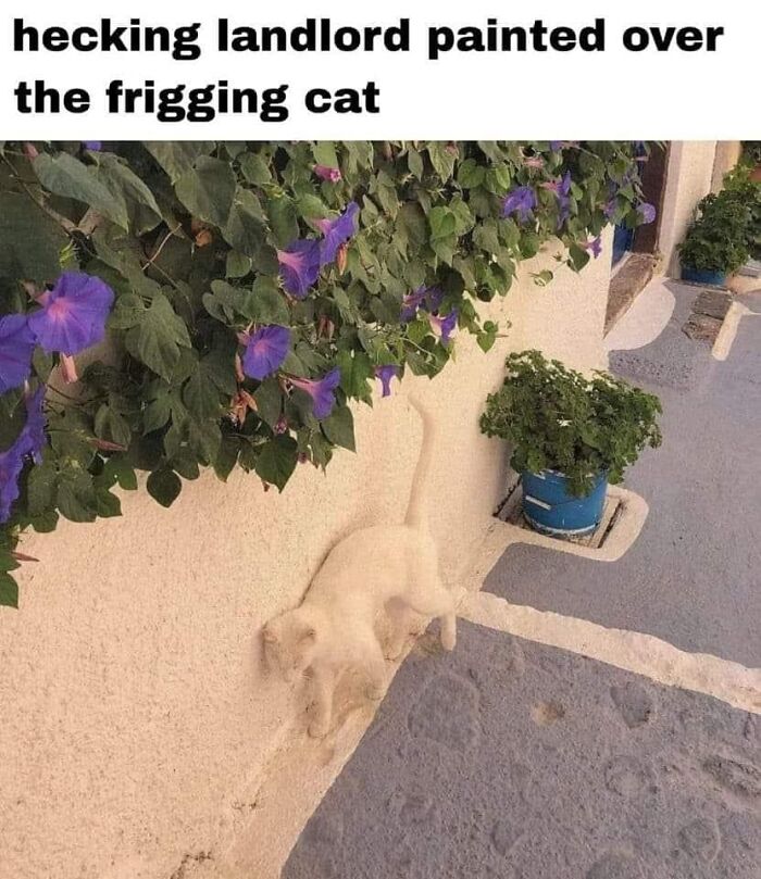 50 Funny And Relatable Cat Pics And Memes To Brighten Up Your Day
