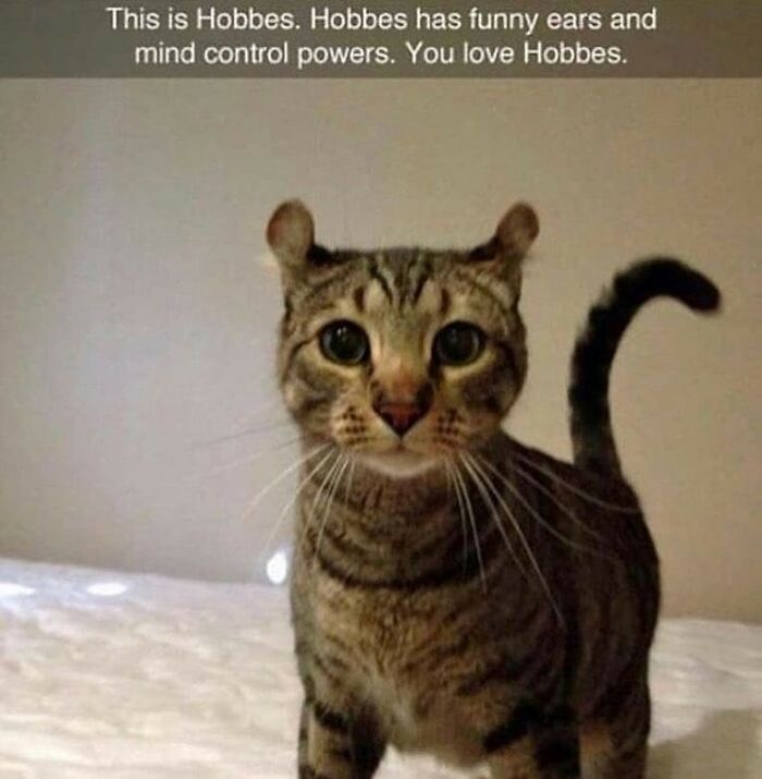 50 Funny And Relatable Cat Pics And Memes To Brighten Up Your Day