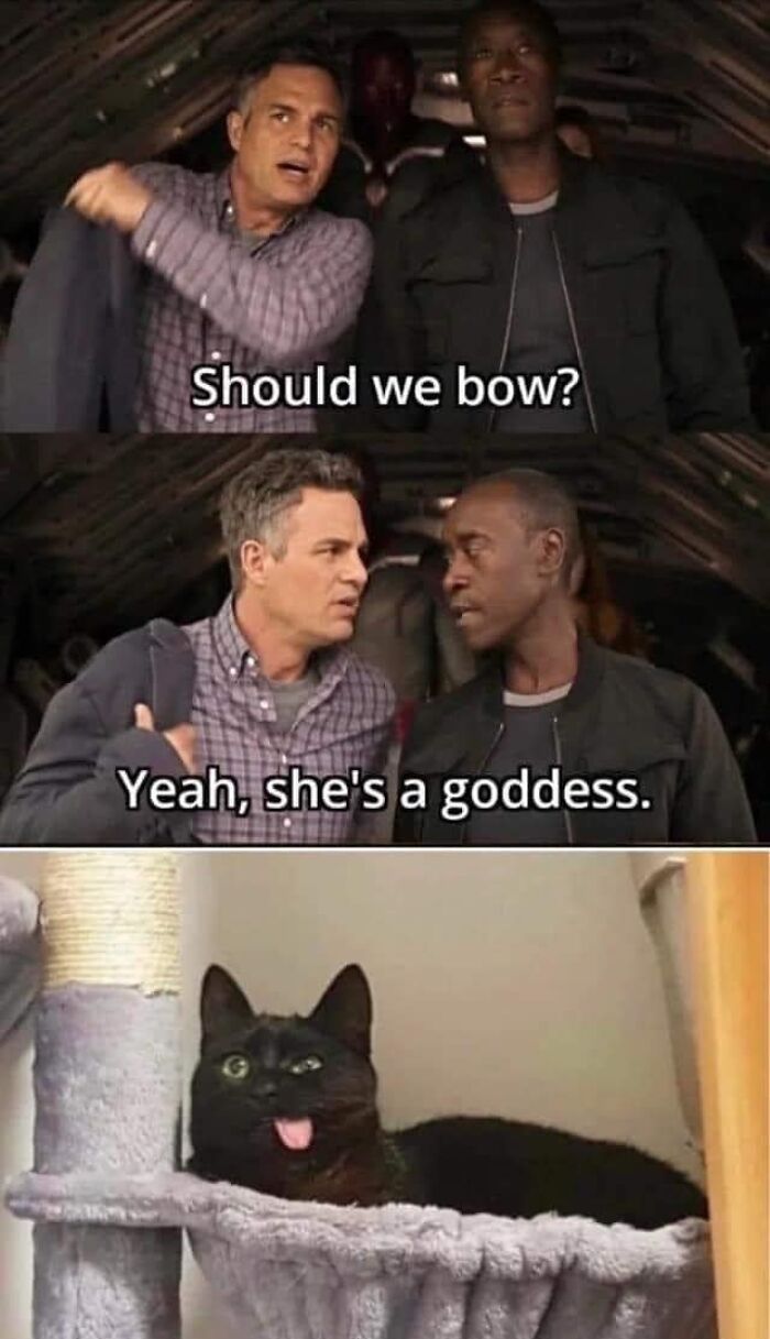 50 Funny And Relatable Cat Pics And Memes To Brighten Up Your Day