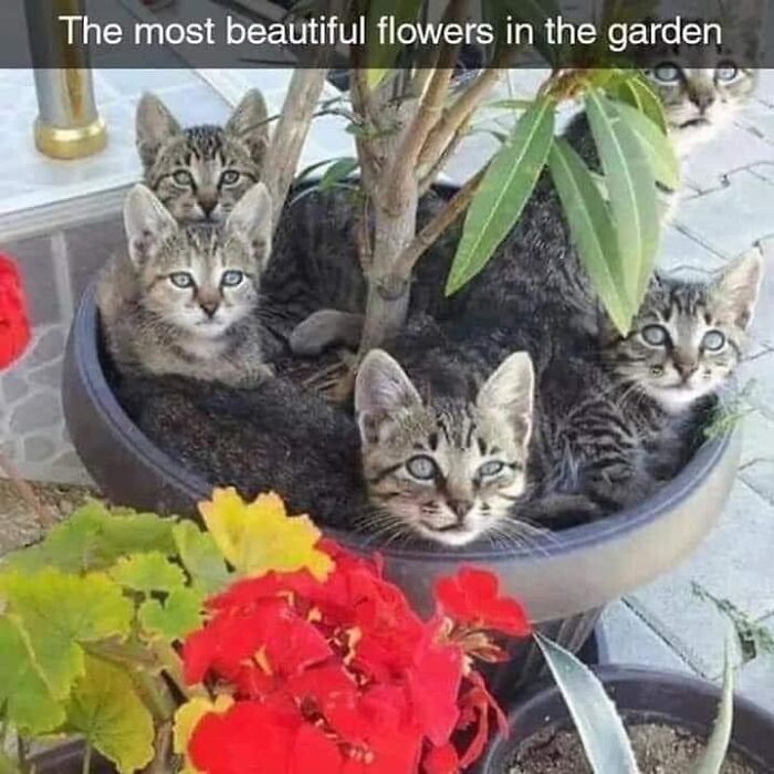 50 Funny And Relatable Cat Pics And Memes To Brighten Up Your Day