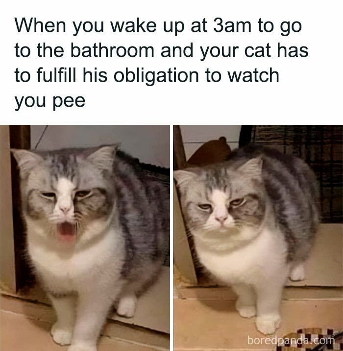 50 Funny And Relatable Cat Pics And Memes To Brighten Up Your Day