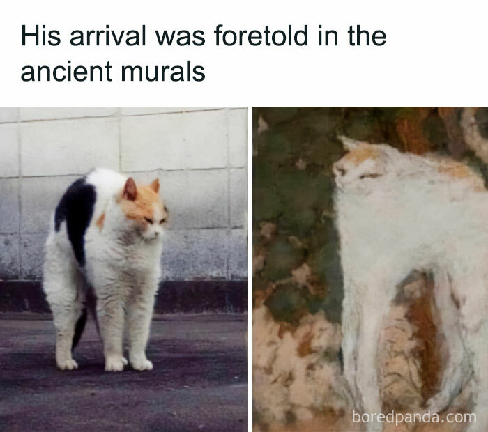 50 Funny And Relatable Cat Pics And Memes To Brighten Up Your Day