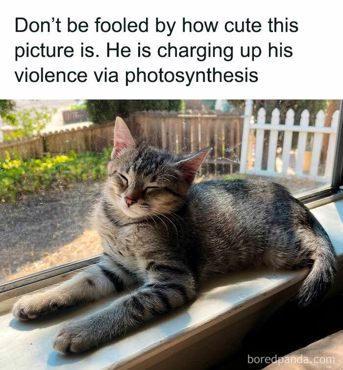 50 Funny And Relatable Cat Pics And Memes To Brighten Up Your Day