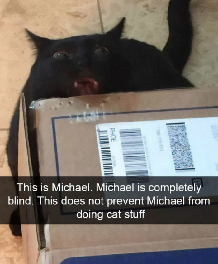50 Funny And Relatable Cat Pics And Memes To Brighten Up Your Day