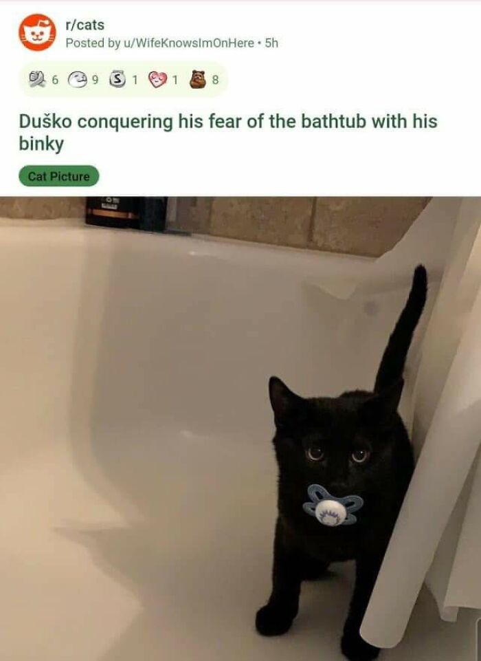 50 Funny And Relatable Cat Pics And Memes To Brighten Up Your Day
