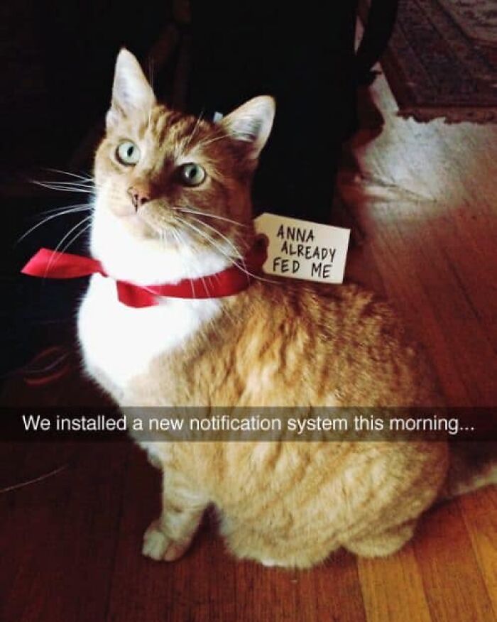 50 Funny And Relatable Cat Pics And Memes To Brighten Up Your Day