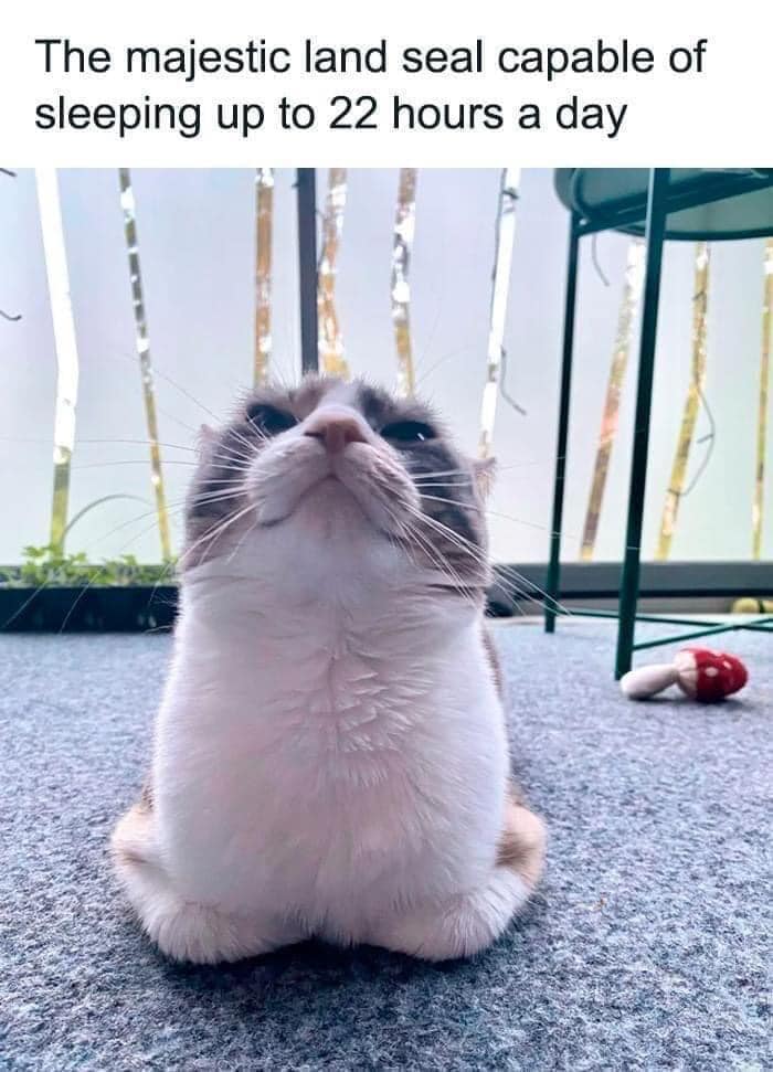 50 Funny And Relatable Cat Pics And Memes To Brighten Up Your Day