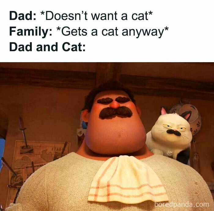 50 Funny And Relatable Cat Pics And Memes To Brighten Up Your Day