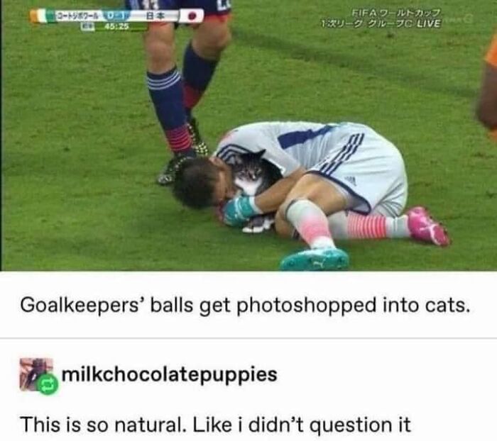 50 Funny And Relatable Cat Pics And Memes To Brighten Up Your Day