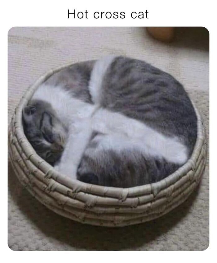 50 Funny And Relatable Cat Pics And Memes To Brighten Up Your Day