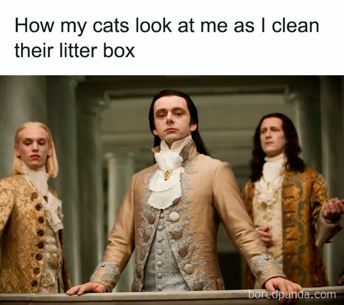 50 Funny And Relatable Cat Pics And Memes To Brighten Up Your Day