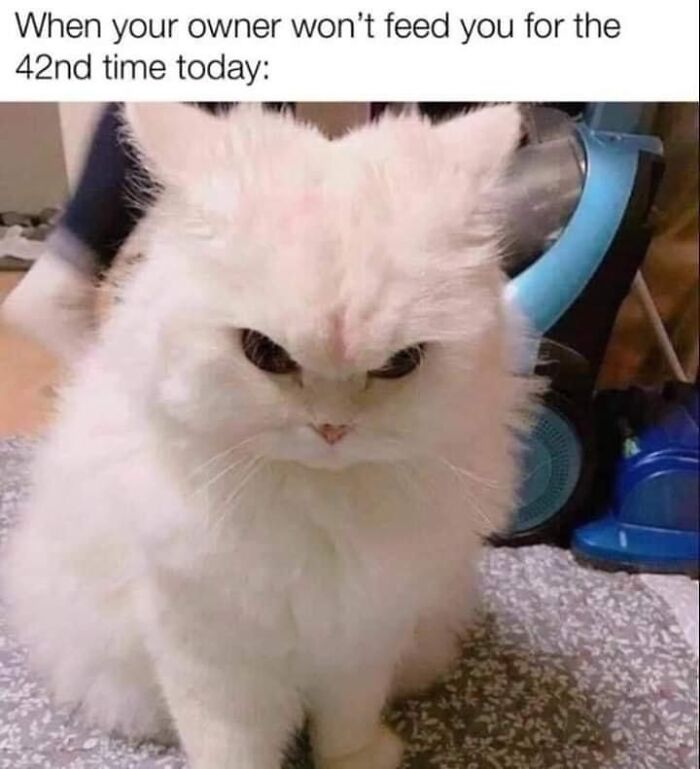 50 Funny And Relatable Cat Pics And Memes To Brighten Up Your Day