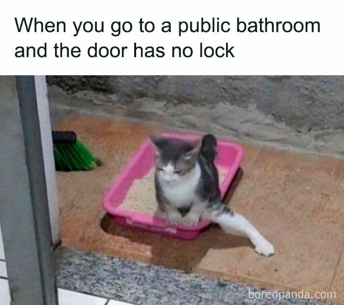 50 Funny And Relatable Cat Pics And Memes To Brighten Up Your Day