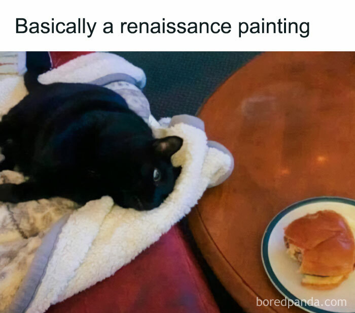 50 Funny And Relatable Cat Pics And Memes To Brighten Up Your Day