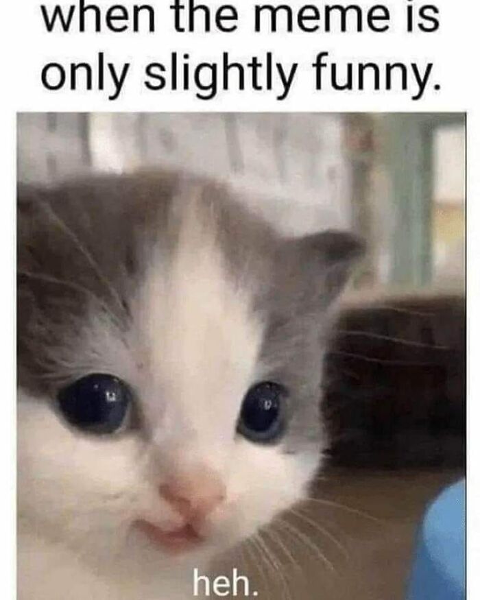 50 Funny And Relatable Cat Pics And Memes To Brighten Up Your Day