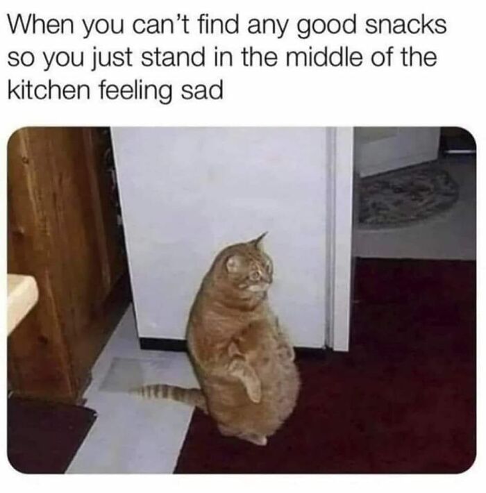 50 Funny And Relatable Cat Pics And Memes To Brighten Up Your Day