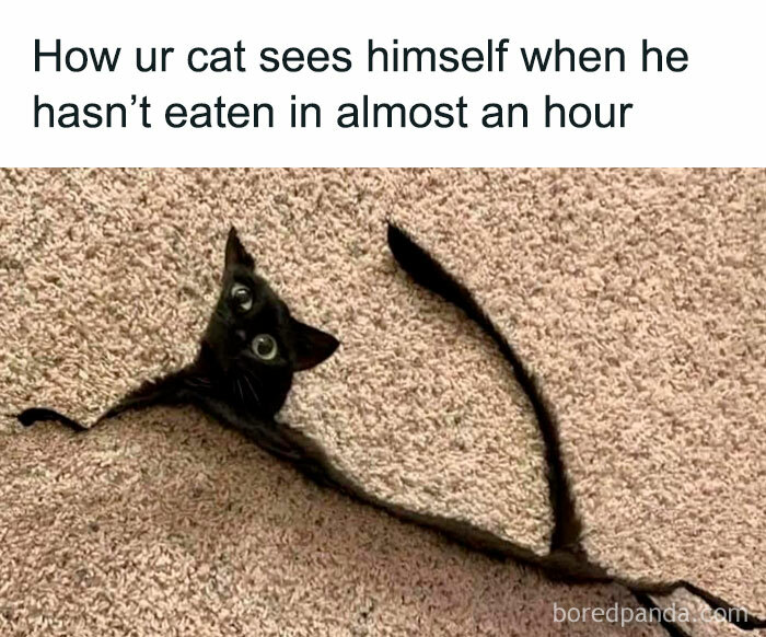 50 Funny And Relatable Cat Pics And Memes To Brighten Up Your Day