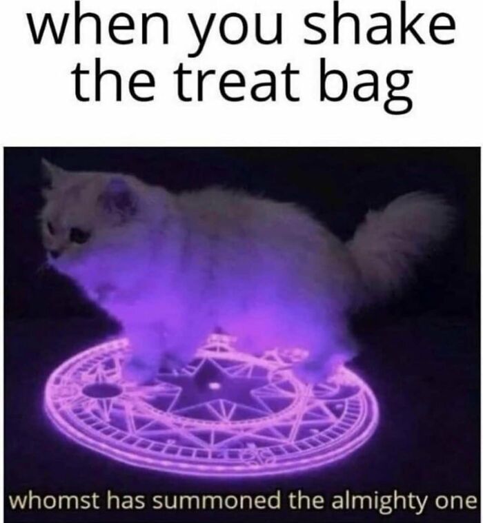 50 Funny And Relatable Cat Pics And Memes To Brighten Up Your Day
