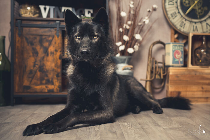 I Paid Tribute To Dogs By Making Them Stars Of The Day (37 Pics)