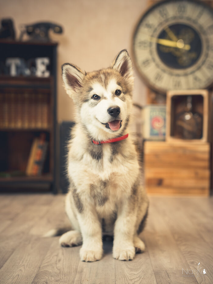I Paid Tribute To Dogs By Making Them Stars Of The Day (37 Pics)