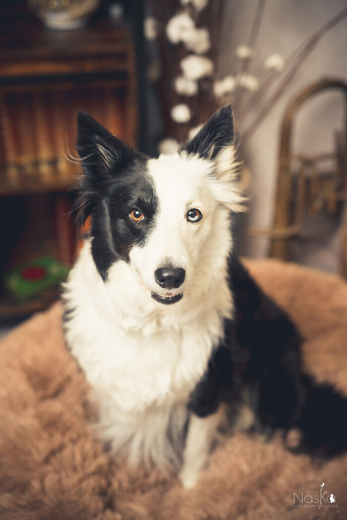 I Paid Tribute To Dogs By Making Them Stars Of The Day (37 Pics)