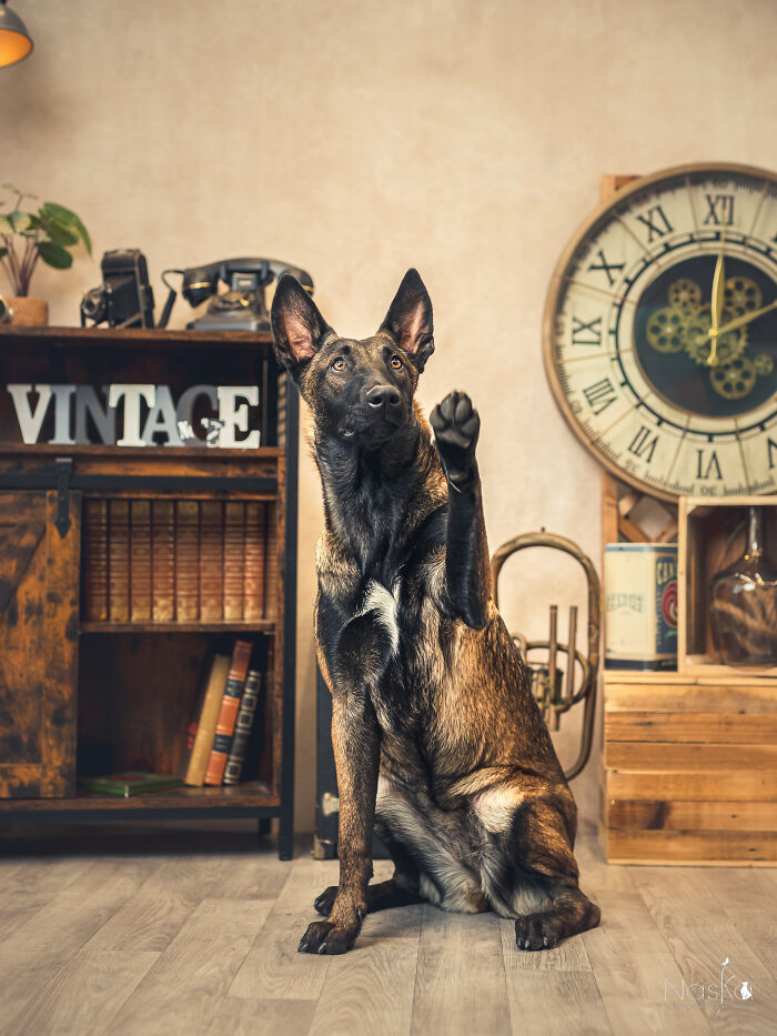 I Paid Tribute To Dogs By Making Them Stars Of The Day (37 Pics)