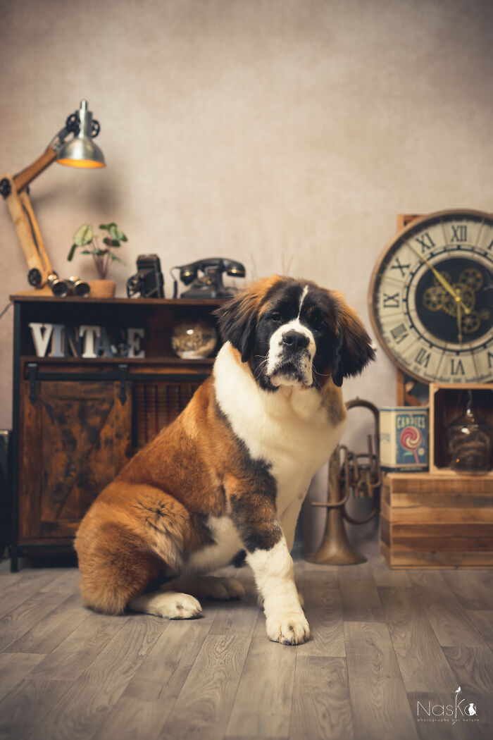 I Paid Tribute To Dogs By Making Them Stars Of The Day (37 Pics)