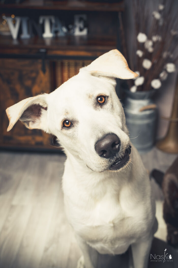 I Paid Tribute To Dogs By Making Them Stars Of The Day (37 Pics)