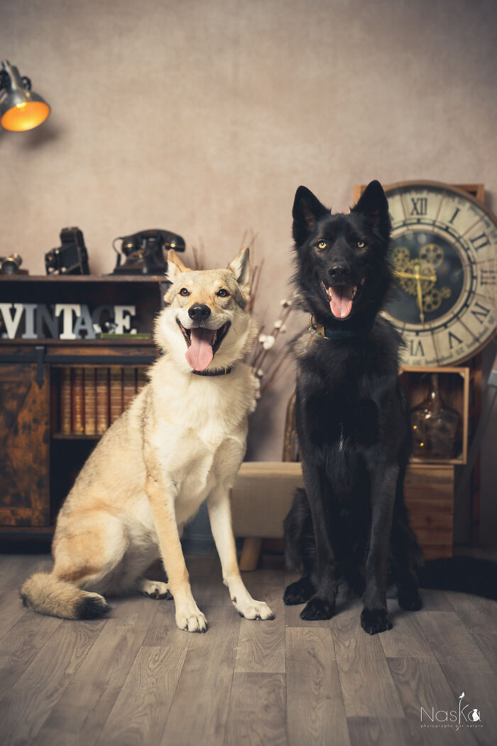 I Paid Tribute To Dogs By Making Them Stars Of The Day (37 Pics)