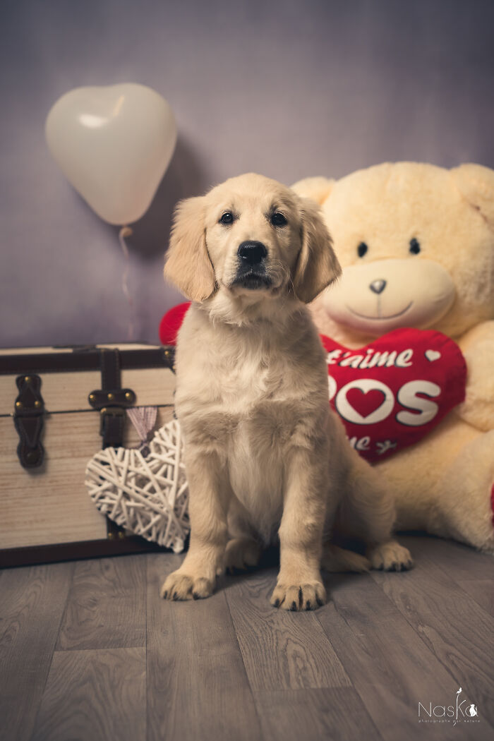 I Paid Tribute To Dogs By Making Them Stars Of The Day (37 Pics)