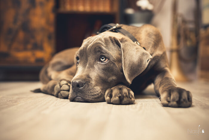 I Paid Tribute To Dogs By Making Them Stars Of The Day (37 Pics)
