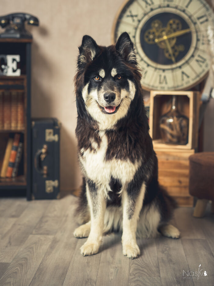I Paid Tribute To Dogs By Making Them Stars Of The Day (37 Pics)