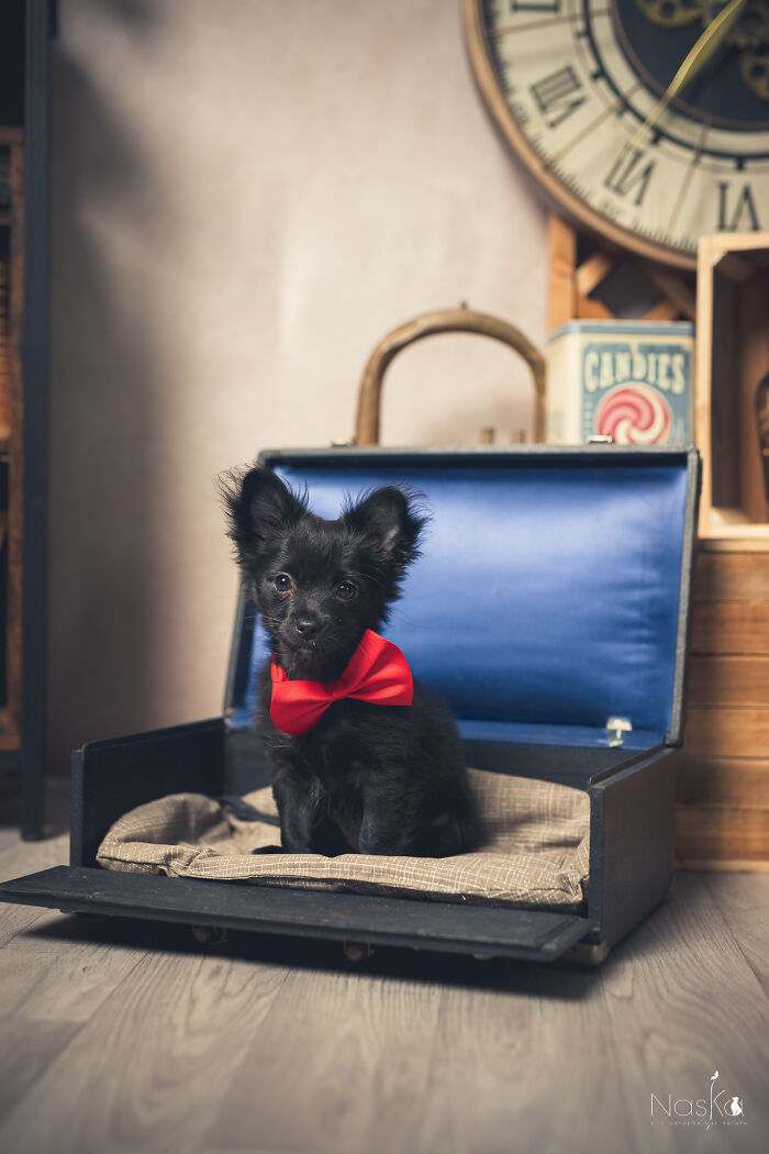 I Paid Tribute To Dogs By Making Them Stars Of The Day (37 Pics)