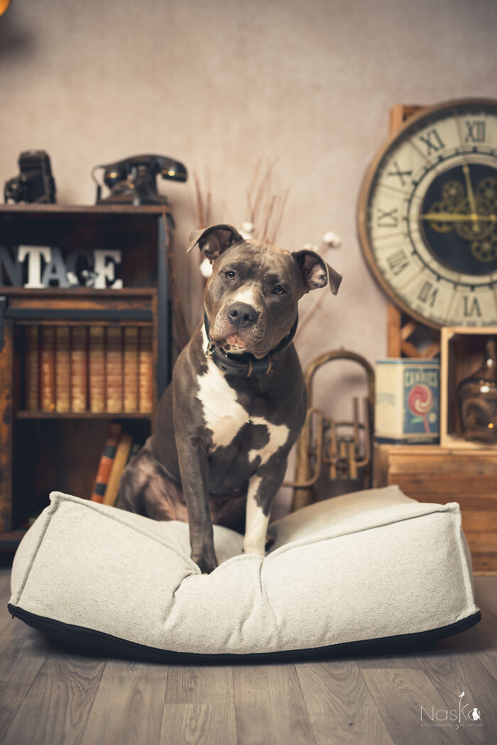 I Paid Tribute To Dogs By Making Them Stars Of The Day (37 Pics)