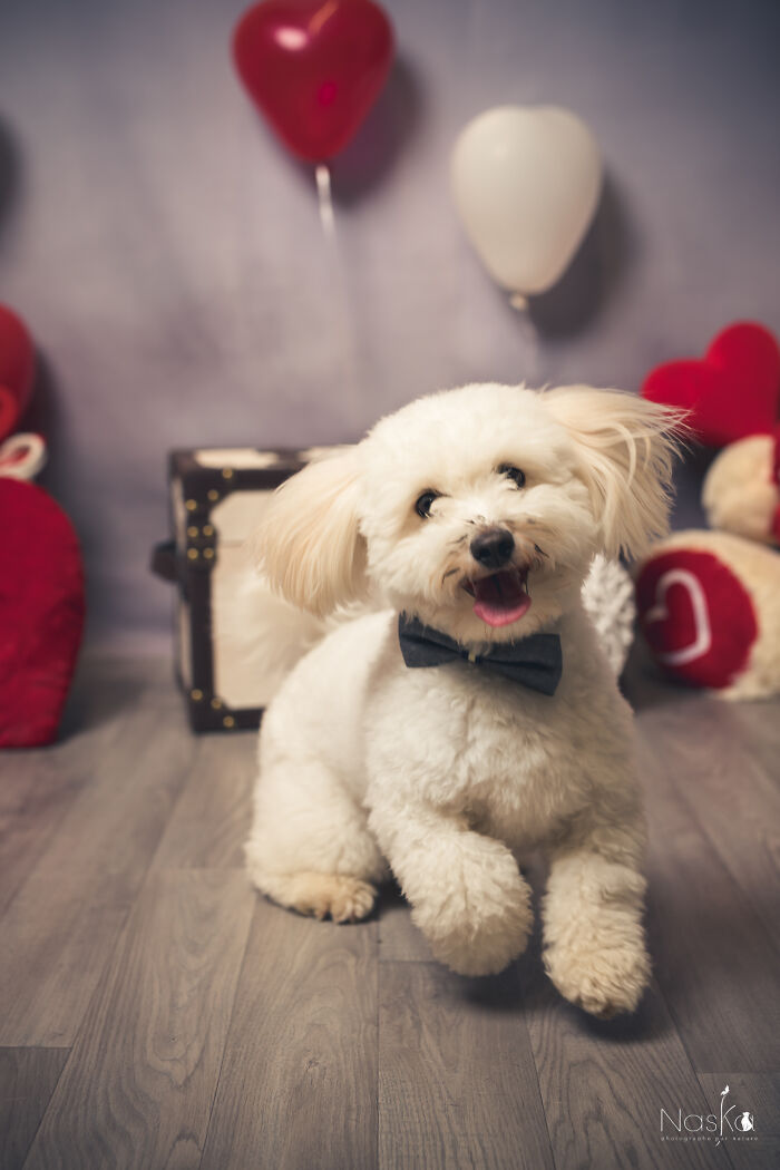I Paid Tribute To Dogs By Making Them Stars Of The Day (37 Pics)