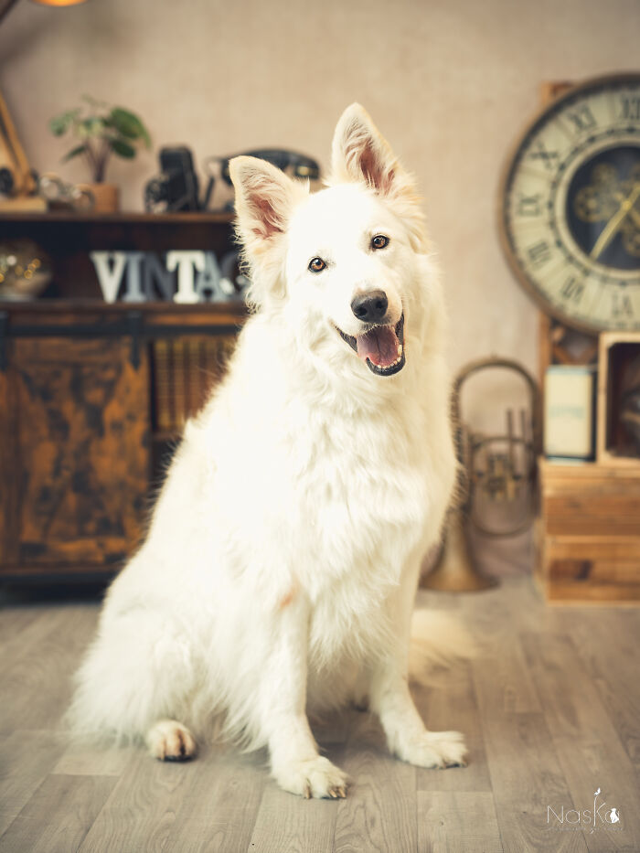 I Paid Tribute To Dogs By Making Them Stars Of The Day (37 Pics)