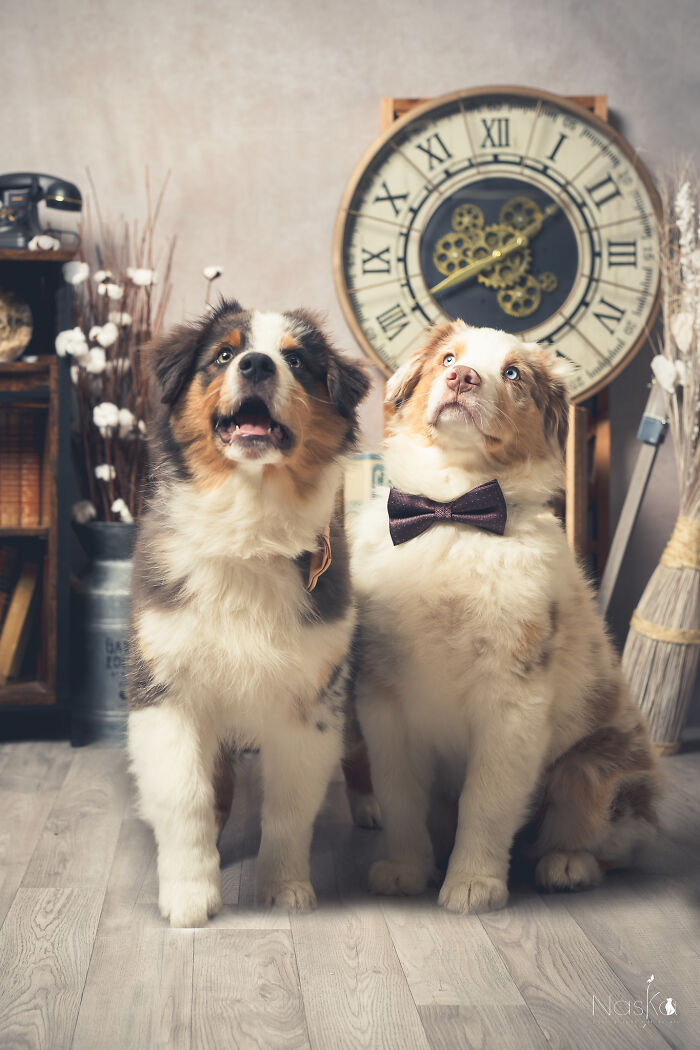 I Paid Tribute To Dogs By Making Them Stars Of The Day (37 Pics)